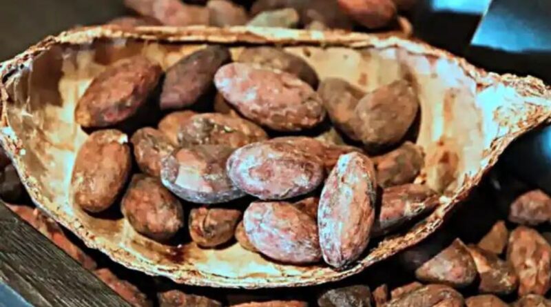 Os Benefícios do Cacau