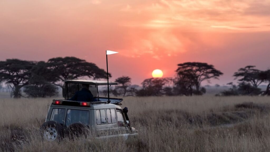 Viagem Sustentável: Guia Prático. Na imagem, um Safári pela África, um tipo de furgão, com vários turistas, andam pela savana filmando animais selvagens. Já é tarde e o por do sol está próximo.
